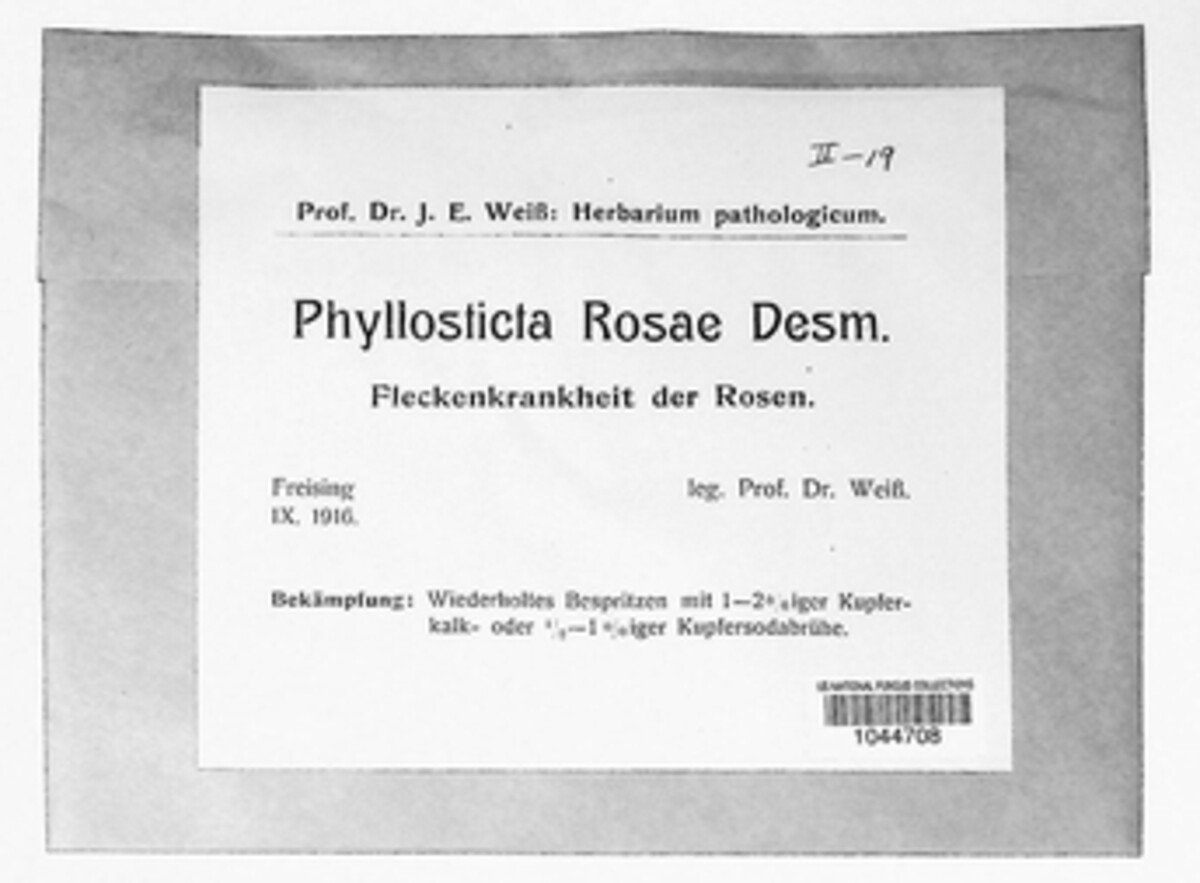 Phyllosticta rosae image